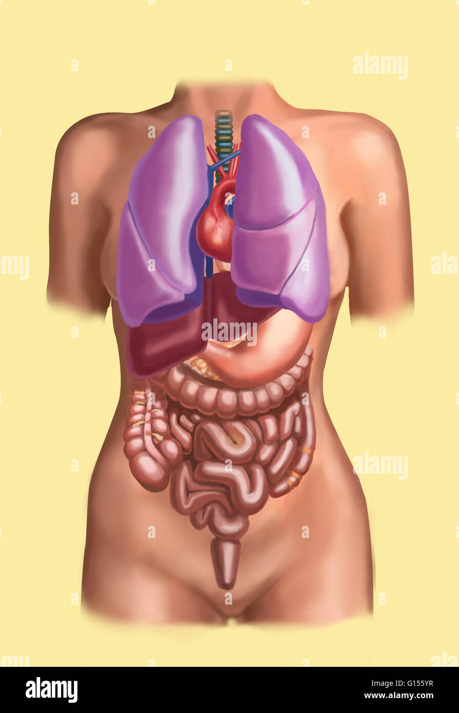 Human organ set. Heart, brain, lungs, liver, stomach, intestines