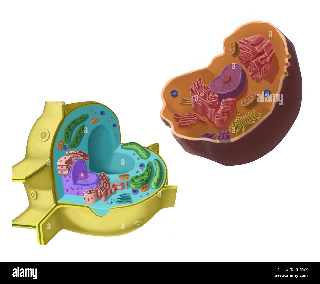 Comparison of a plant cell on the left and an animal cell on the right. Stock Photo