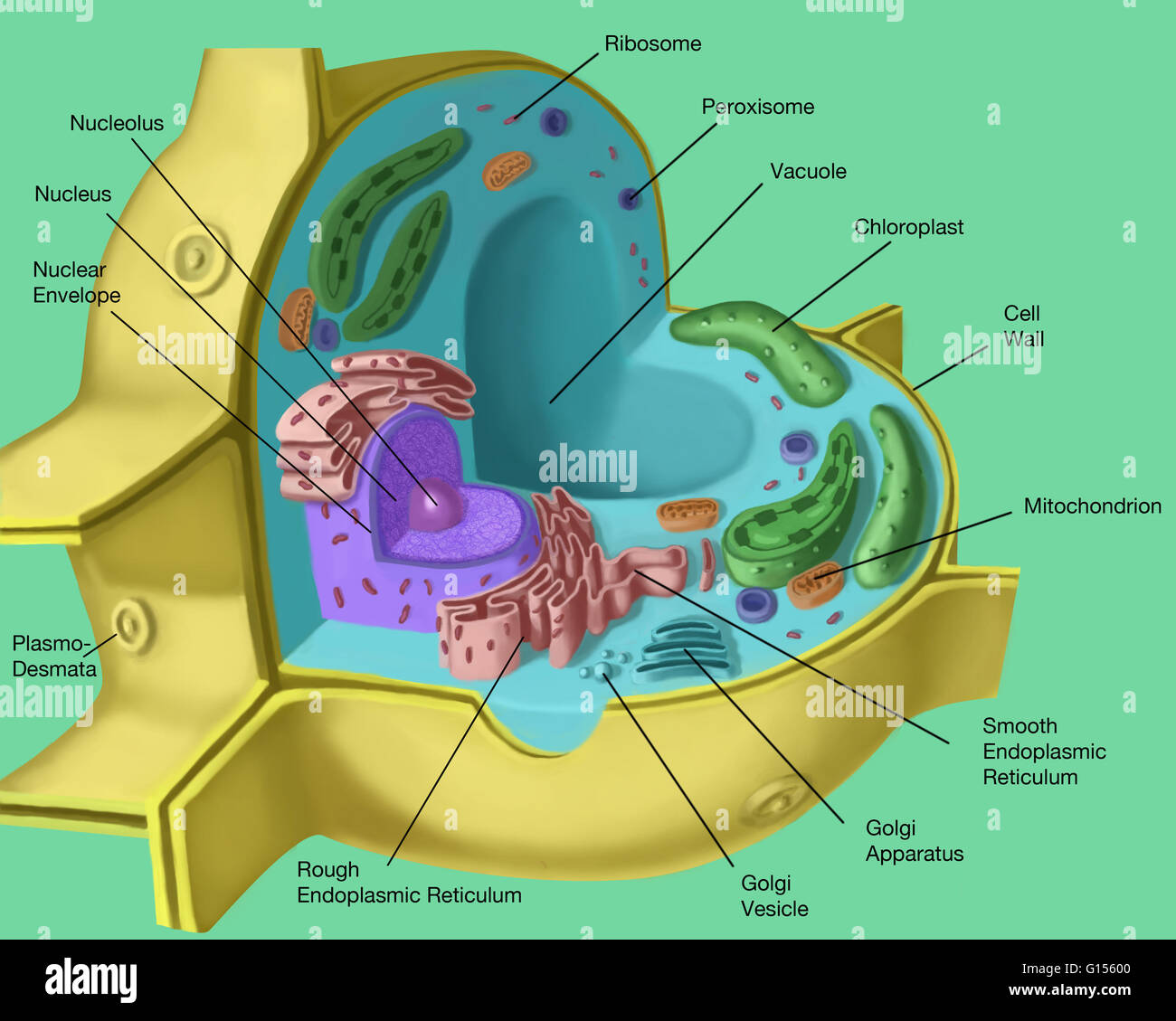 chloroplast in animal cell