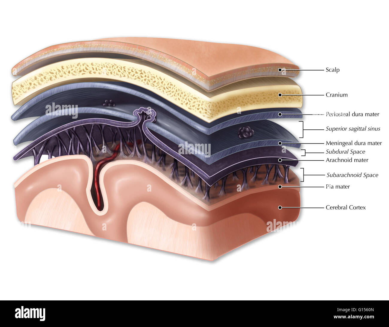 An illustration of the membranes that enclose the brain and spinal cord.  The meninges include the periosteal and meningeal dura mater, the arachnoid  mater and the pia mater. Arachnoid granulations protrude into