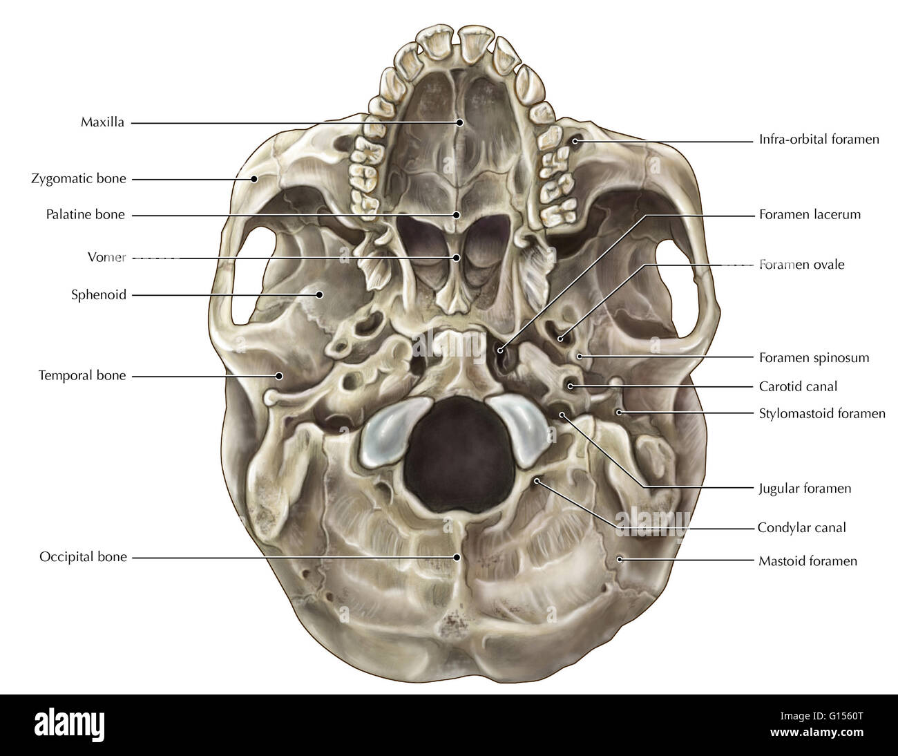 An illustrated inferior view of the skull. Stock Photo