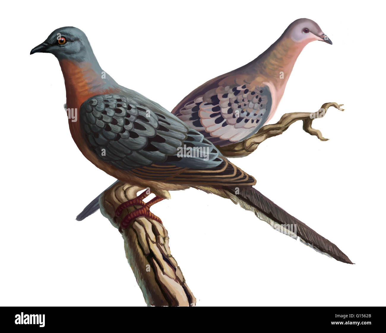 Illustration of the extinct Passenger Pigeon, Ectopistes migratorius, once the most abundant bird in North America. By the early 20th century it was extinct due to European encroachment on their territory and over hunting for use as cheap food for slaves. Stock Photo
