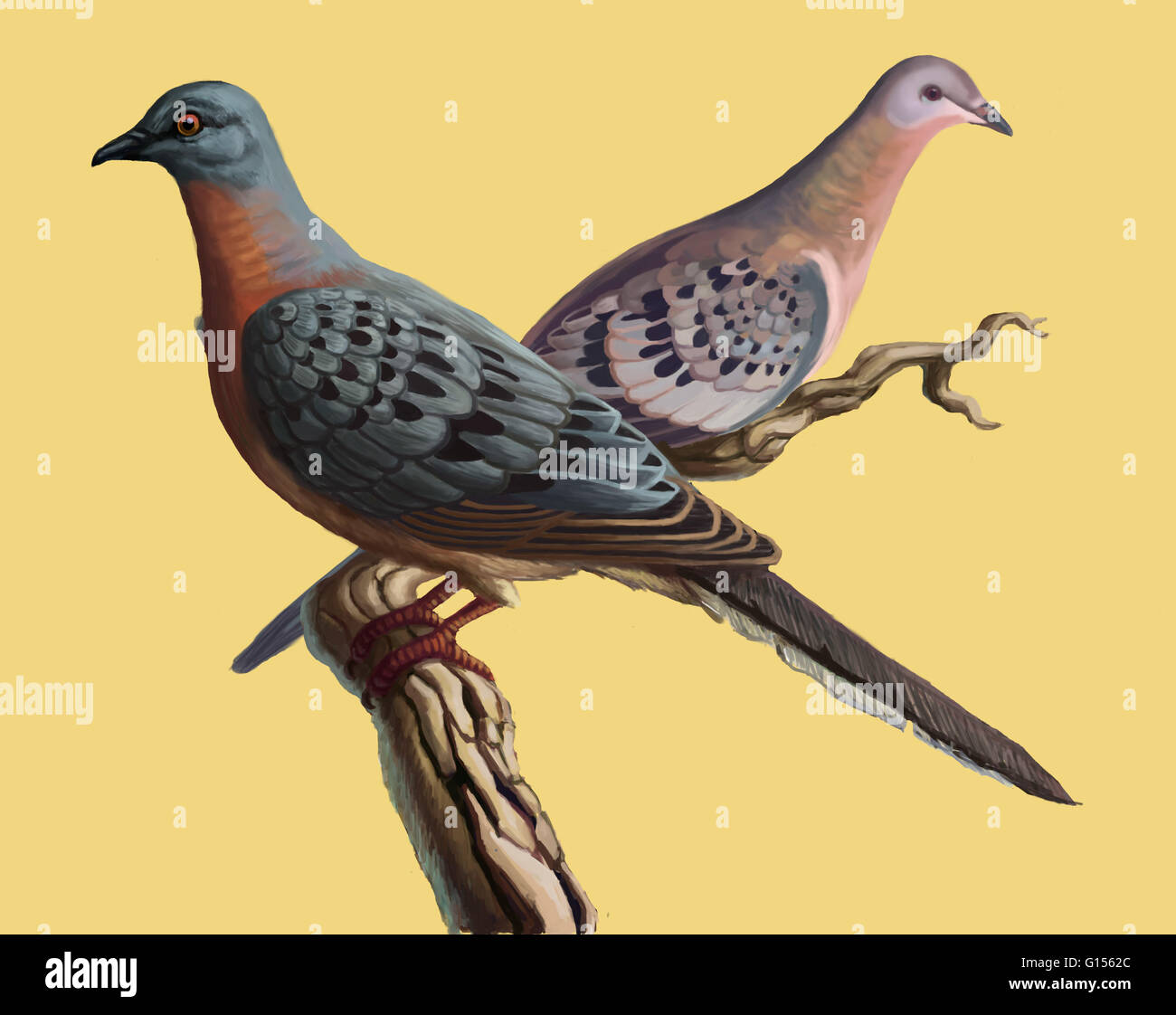 Illustration of the extinct Passenger Pigeon, Ectopistes migratorius