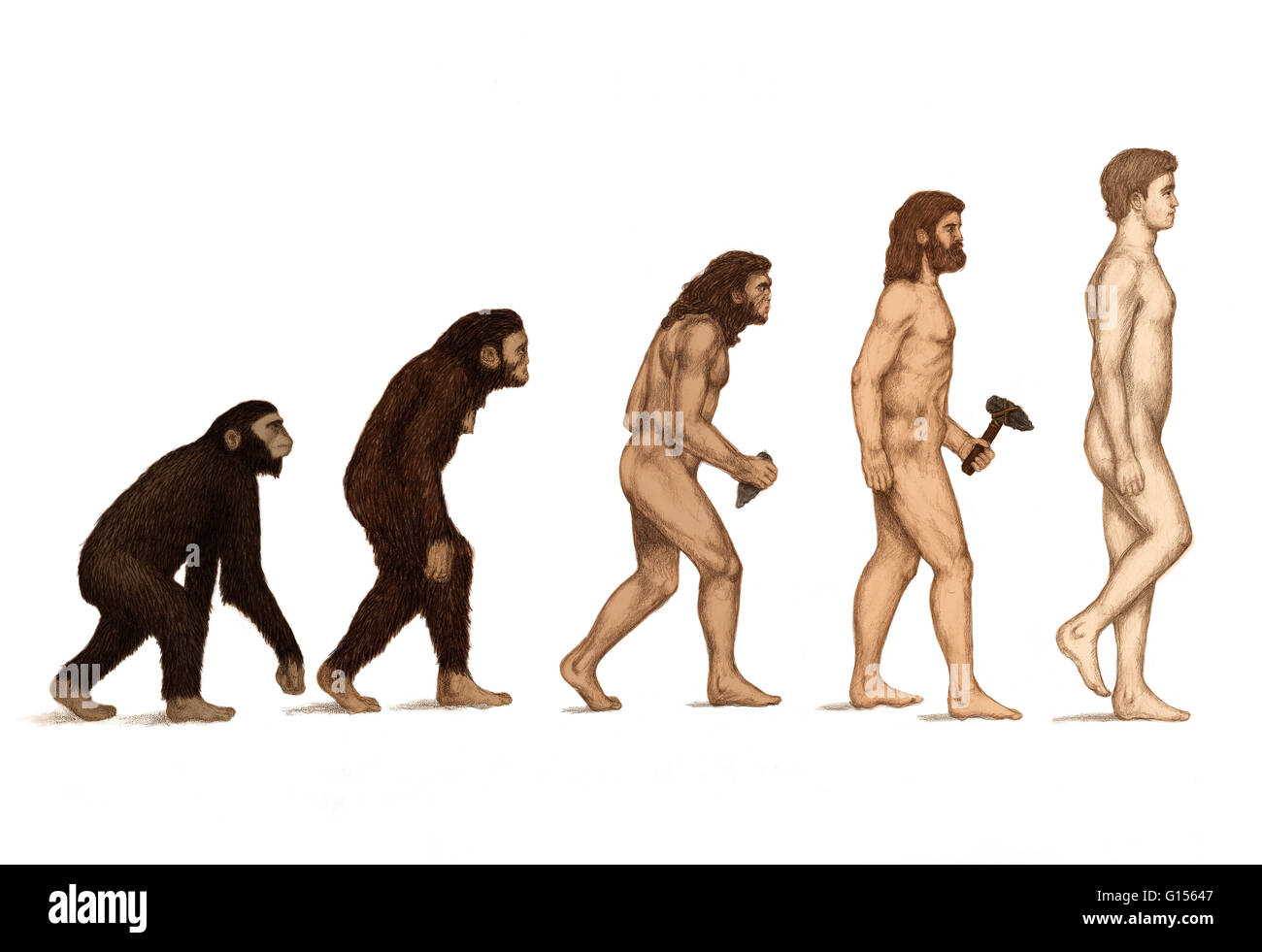 Human evolution. Artwork of the evolution of hominids (male) from our distant ancestors to present day humans (Homo sapiens). Stock Photo