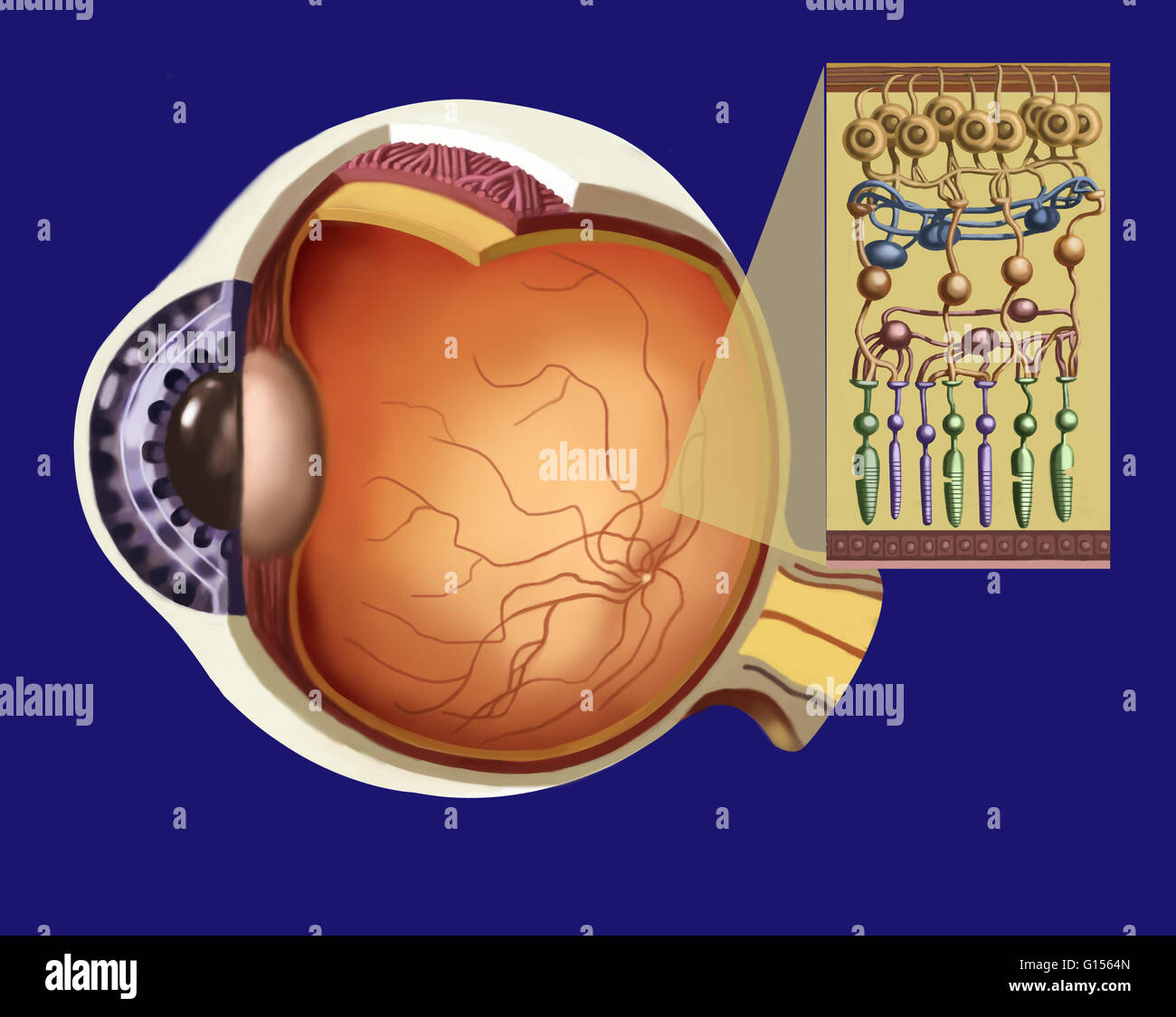 Illustration showing the structure of the retina as an insert to the larger eye structure. From top to bottom: optic nerve fiber (reddish brown strip at top), ganglion cells (in brown), amacrine cells (in dark blue), bipolar cells (in brownish-orange), ho Stock Photo