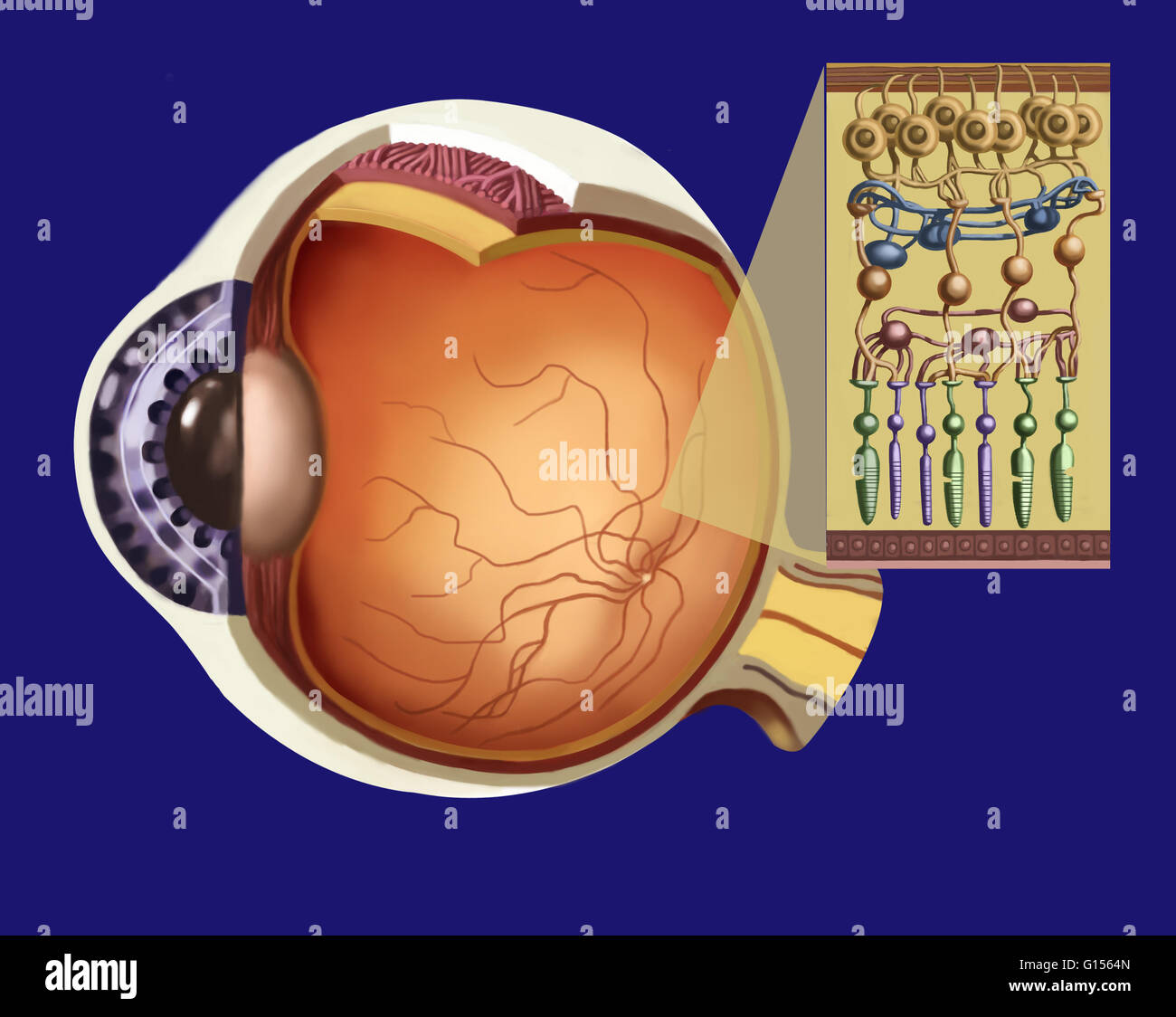 Eyeball In Section Structure Of The Retina Closeup Stock