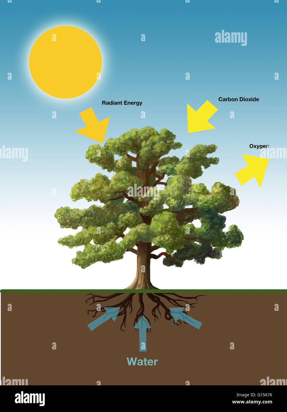 Make A Chart On Photosynthesis