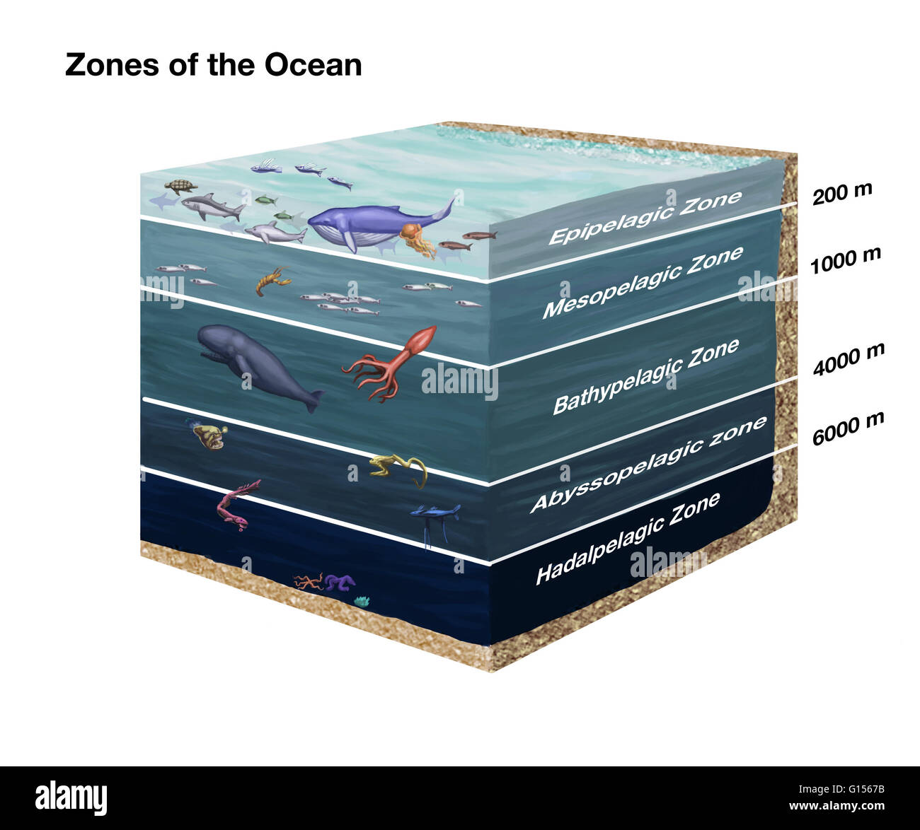 Cross-sectional diagram showing zones of the ocean. From top to bottom: Epipelagic, Mesopelagic, Bathypelagic, Abyssopelagic, and Hadalpelagic. Stock Photo