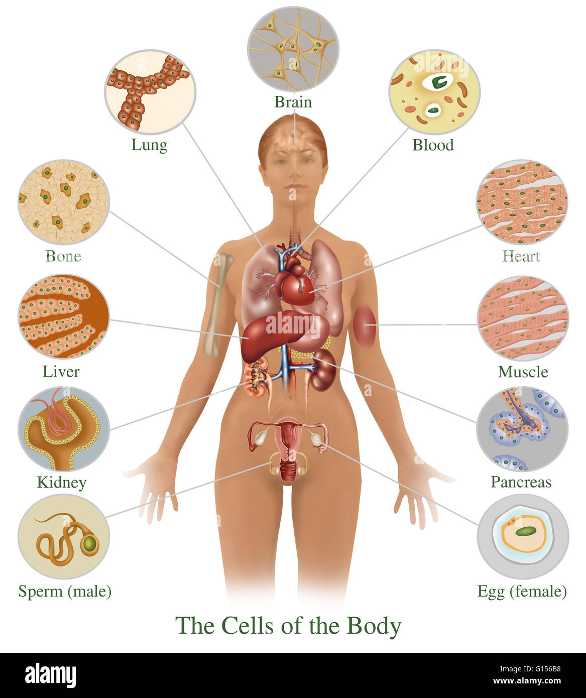 Illustration detailing the various cells found in the human body. Shown here are cells from (bottom left, around to bottom right) sperm (male), the kidney's, the liver, bones, the lungs, the brain, blood, the heart, muscle, the pancreas and eggs (female). Stock Photo