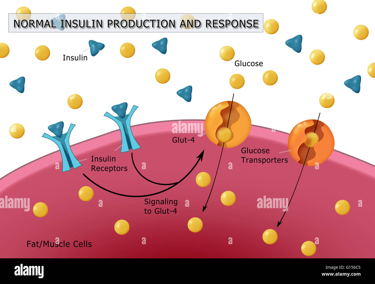 Illustration of normal insulin and glucose production. Insulin (blue  triangles) is produced by islet cells in the pancreas, and acts in unison  with glucose (yellow dots) to regulate energy in the body's