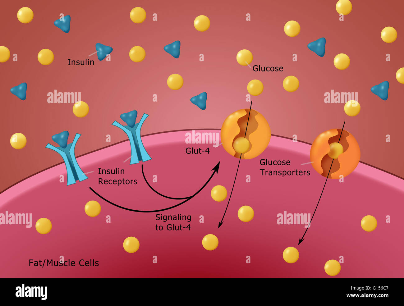 Illustration of normal insulin and glucose production. Insulin (blue