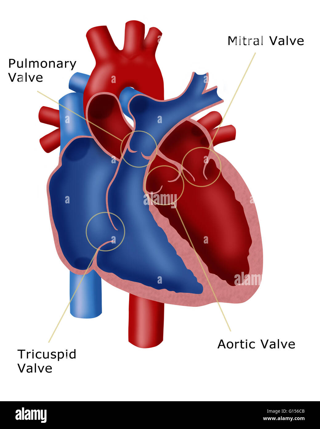 illustration-of-a-heart-showing-the-four-valves-pulmonary-valve