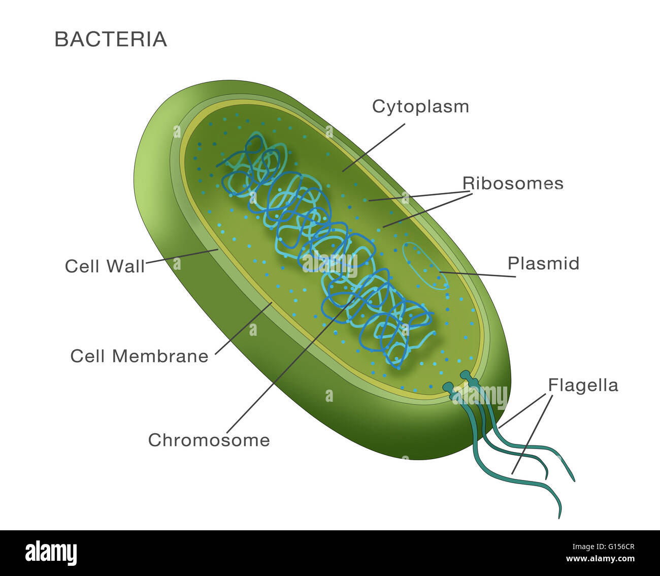 Illustration of a typical bacterium, with key parts (cell membrane, cytoplasm, flagella, etc.) labeled. Stock Photo