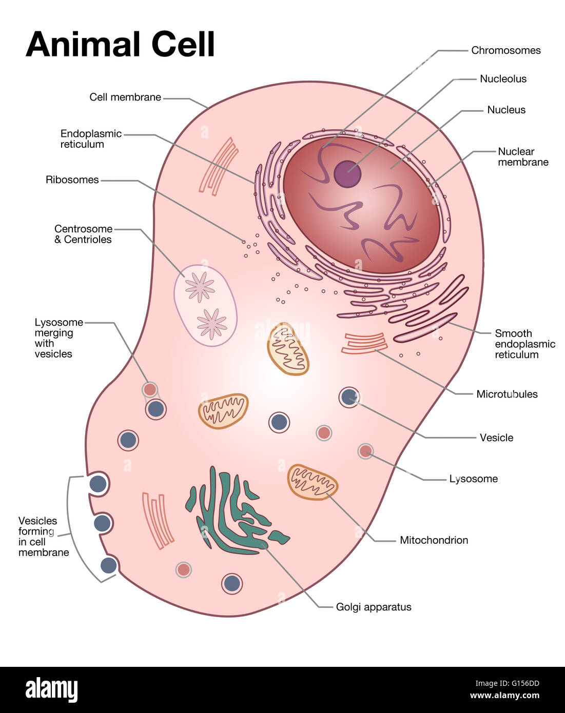 Diagram of a typical animal cell, with the important features labeled. Stock Photo