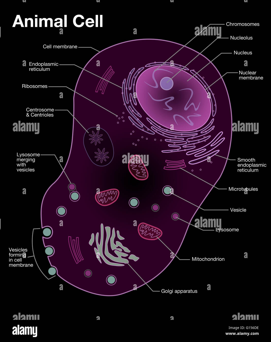 Diagram of a typical animal cell, with the important features labeled. Stock Photo