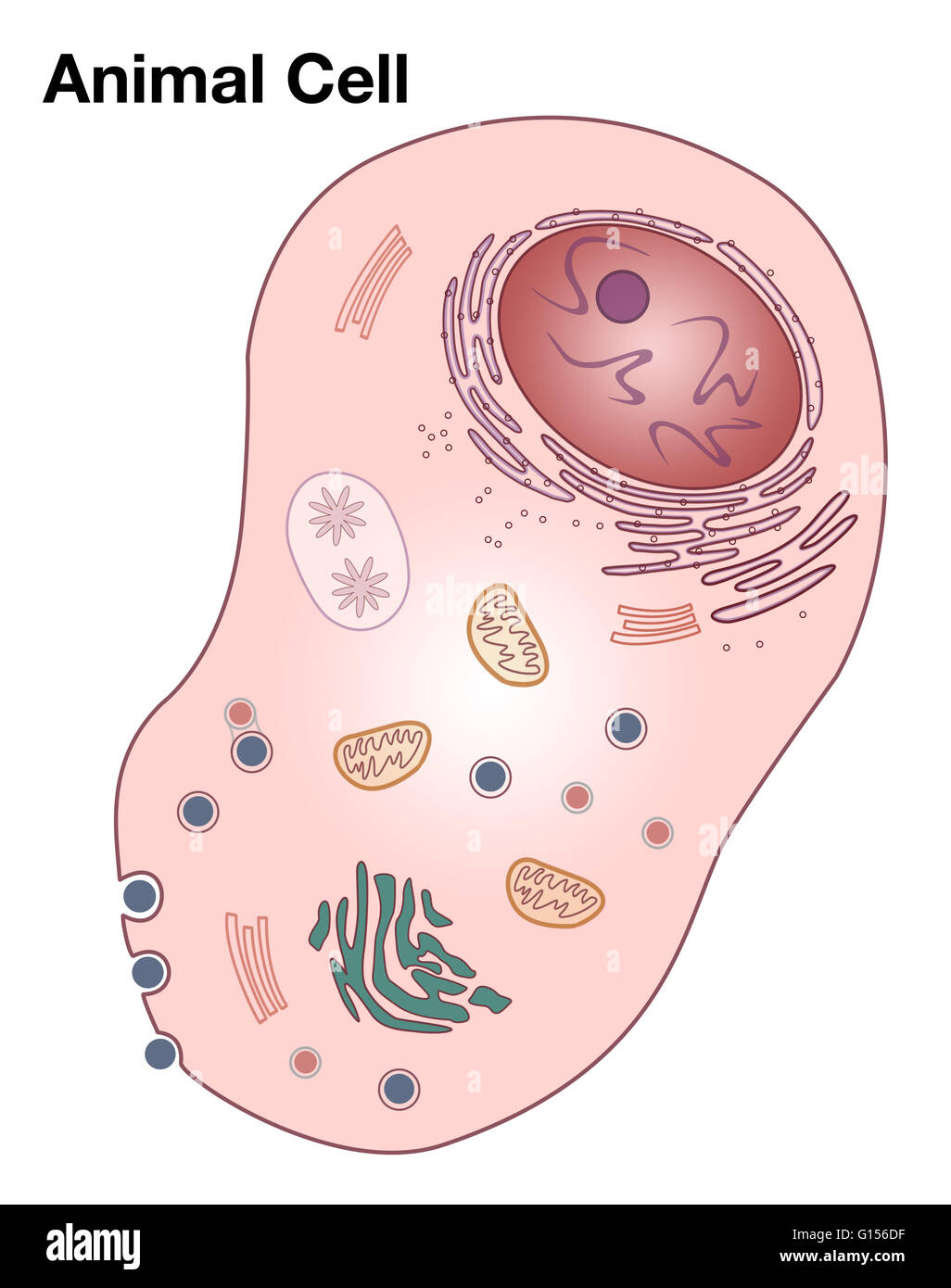 Diagram of a typical animal cell. Stock Photo