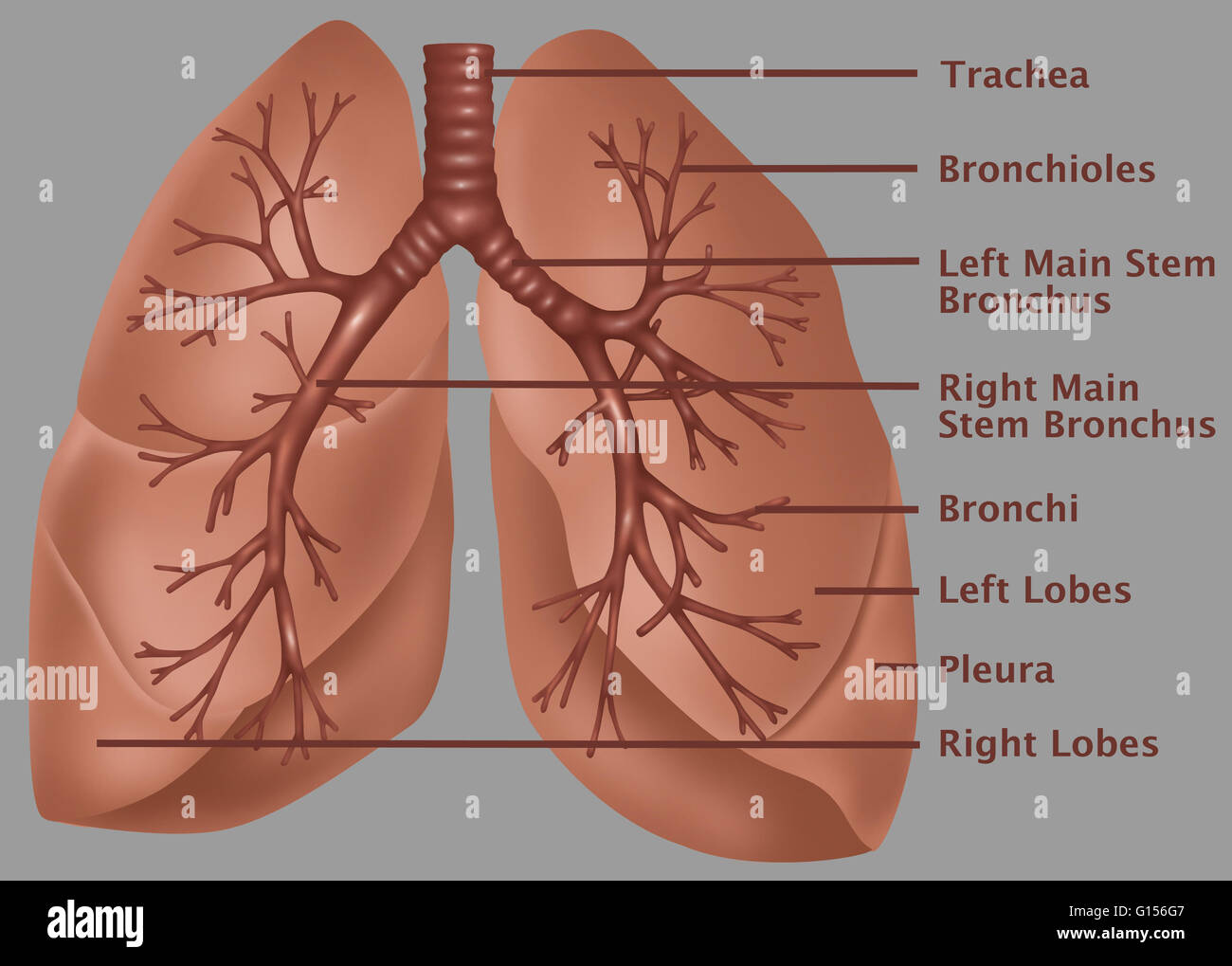 Anatomical illustration of the lungs, with (top to bottom) the trachea,  bronchioles, left main stem bronchus, right main stem bronchus, bronchi,  left lobes, pleura, and right lobes labeled Stock Photo - Alamy