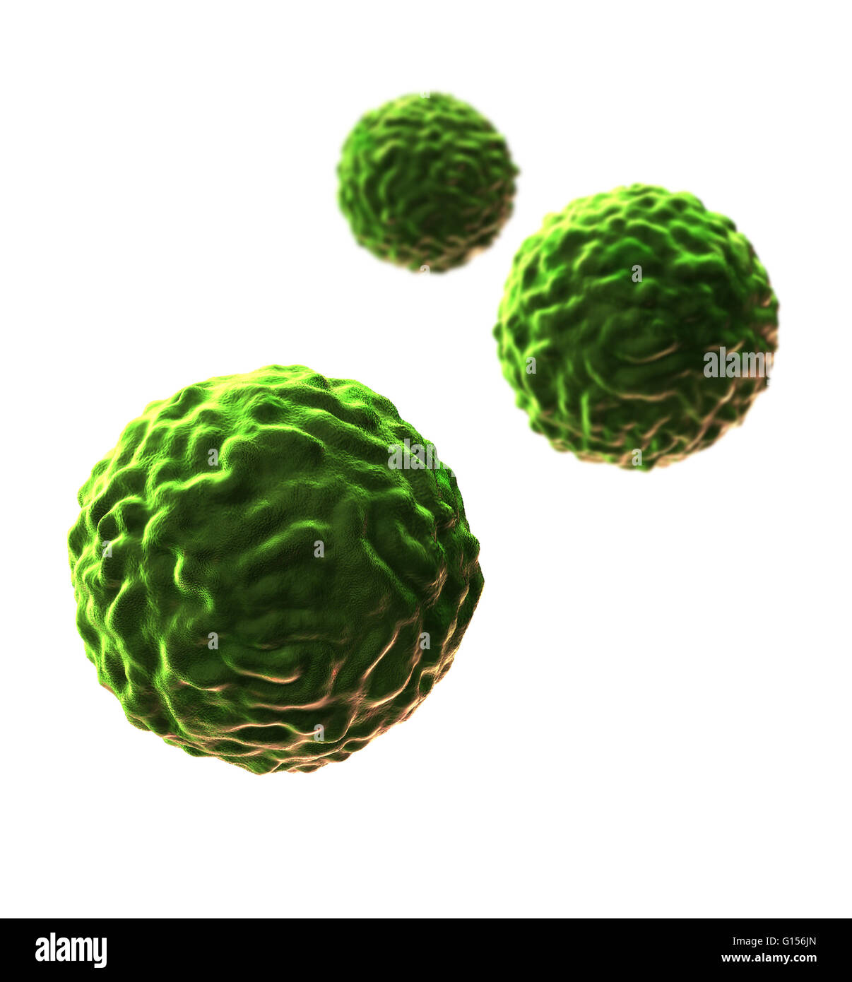Illustration of stem cells. Stem cells can differentiate into any other cell type. There are three main types of mammalian stem cell: embryonic stem cells, derived from blastocysts; adult stem cells, which are found in some adult tissues; and cord blood s Stock Photo