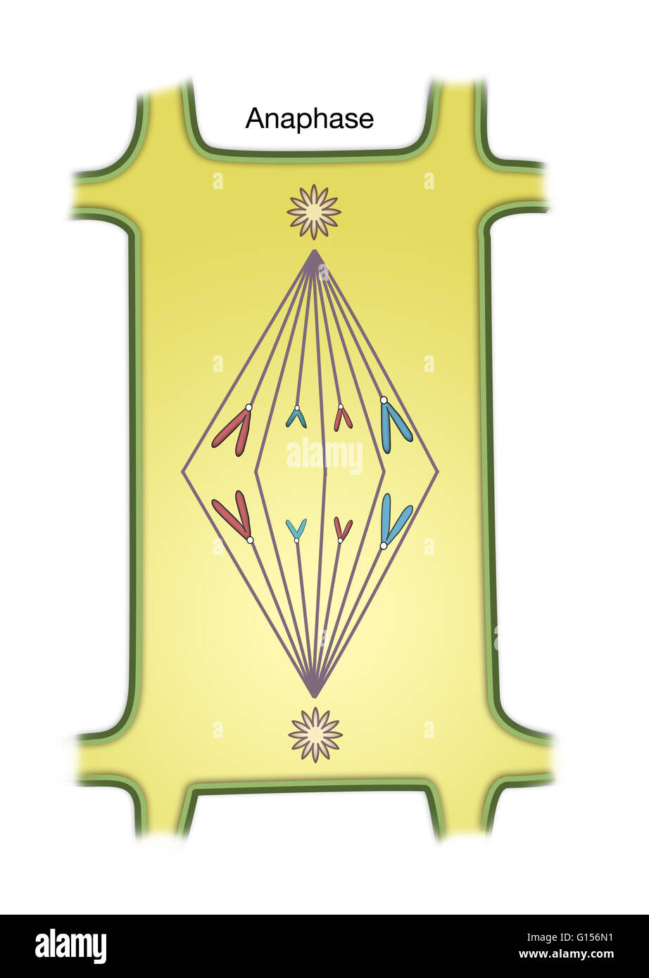 Plant Cell Mitosis Diagram