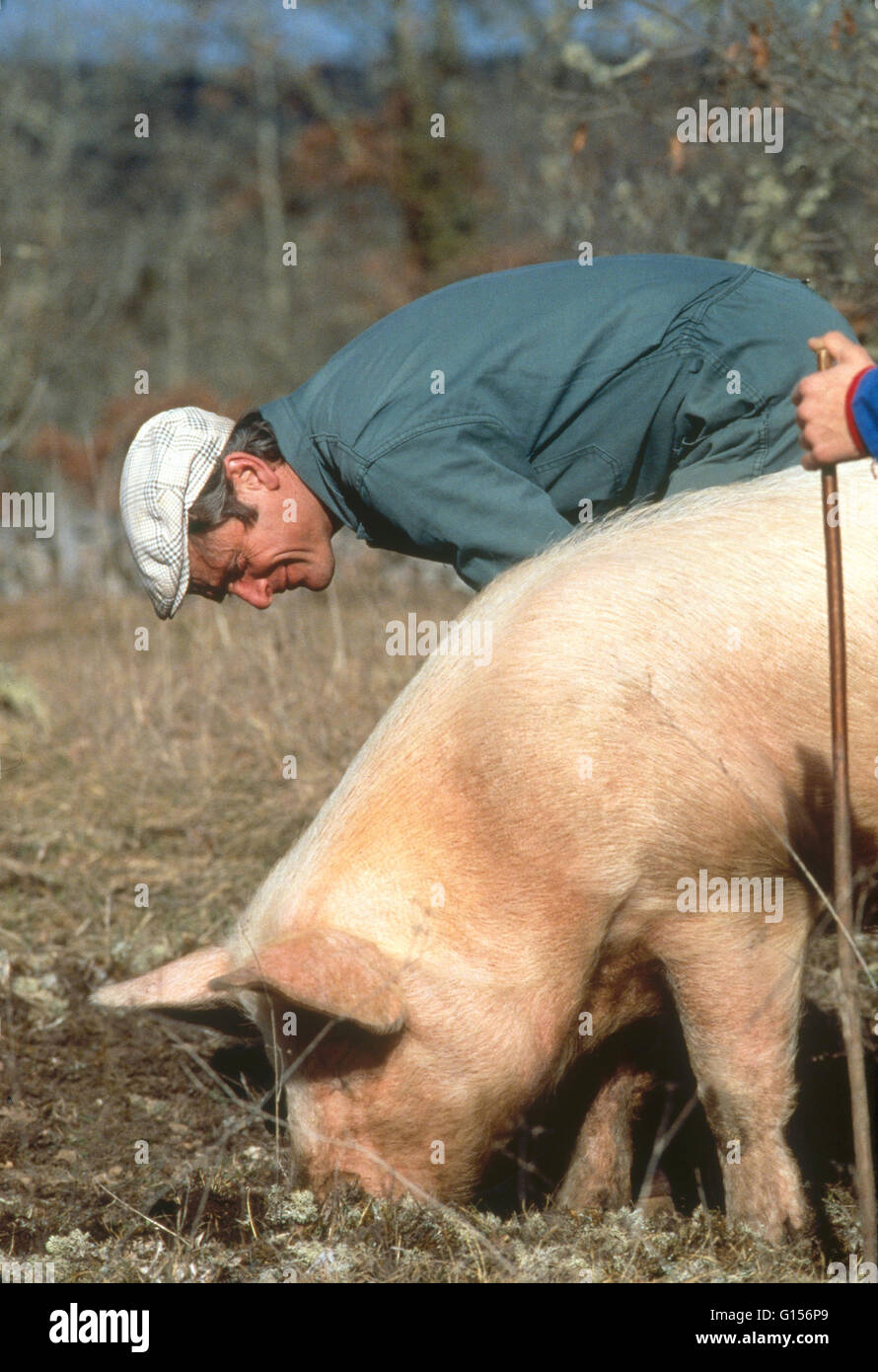 Pig truffle hunting hires stock photography and images Alamy