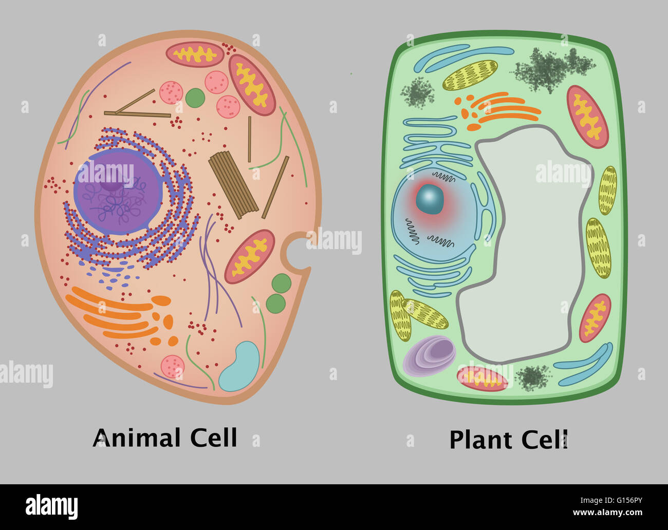 An Illustration comparing an animal cell and plant cell. Stock Photo