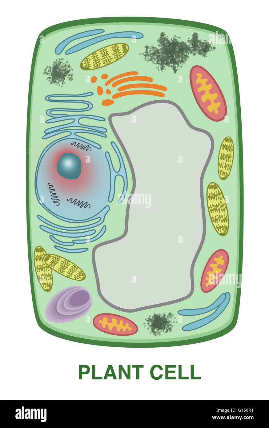 An Illustration of a plant cell. Stock Photo