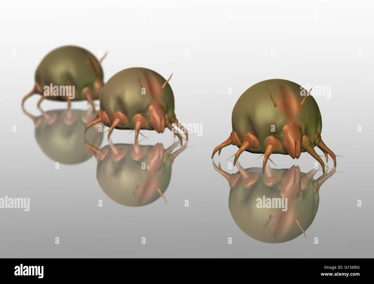 Computer illustration of Dust mites Stock Photo Alamy