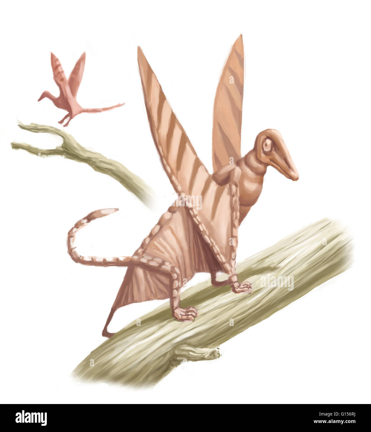 Pterandon is an extinct genus of pterosaurs which are also known as the flying reptiles. Stock Photo