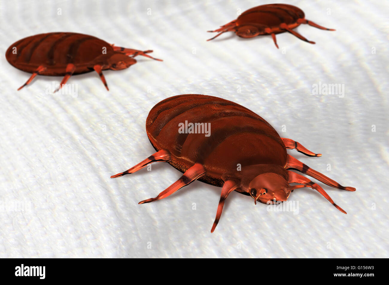 Bedbug (Cimex lectularius), illustration. Bed bugs are not vectors nature of any known human disease. The common bed bug is found worldwide. Infestations are common in the developing world, occurring in
