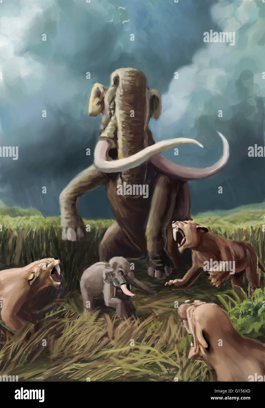 Illustration showing a Columbian mammoth (Mammuthus columbi) fighting off a group of saber-toothed cats. Both animals lived during the Pleistocene Epoch, although saber-toothed cats date back to the Eocene. Stock Photo
