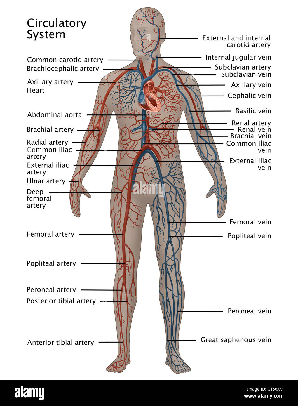 Illustration of the male circulatory system (simplified). Red indicates