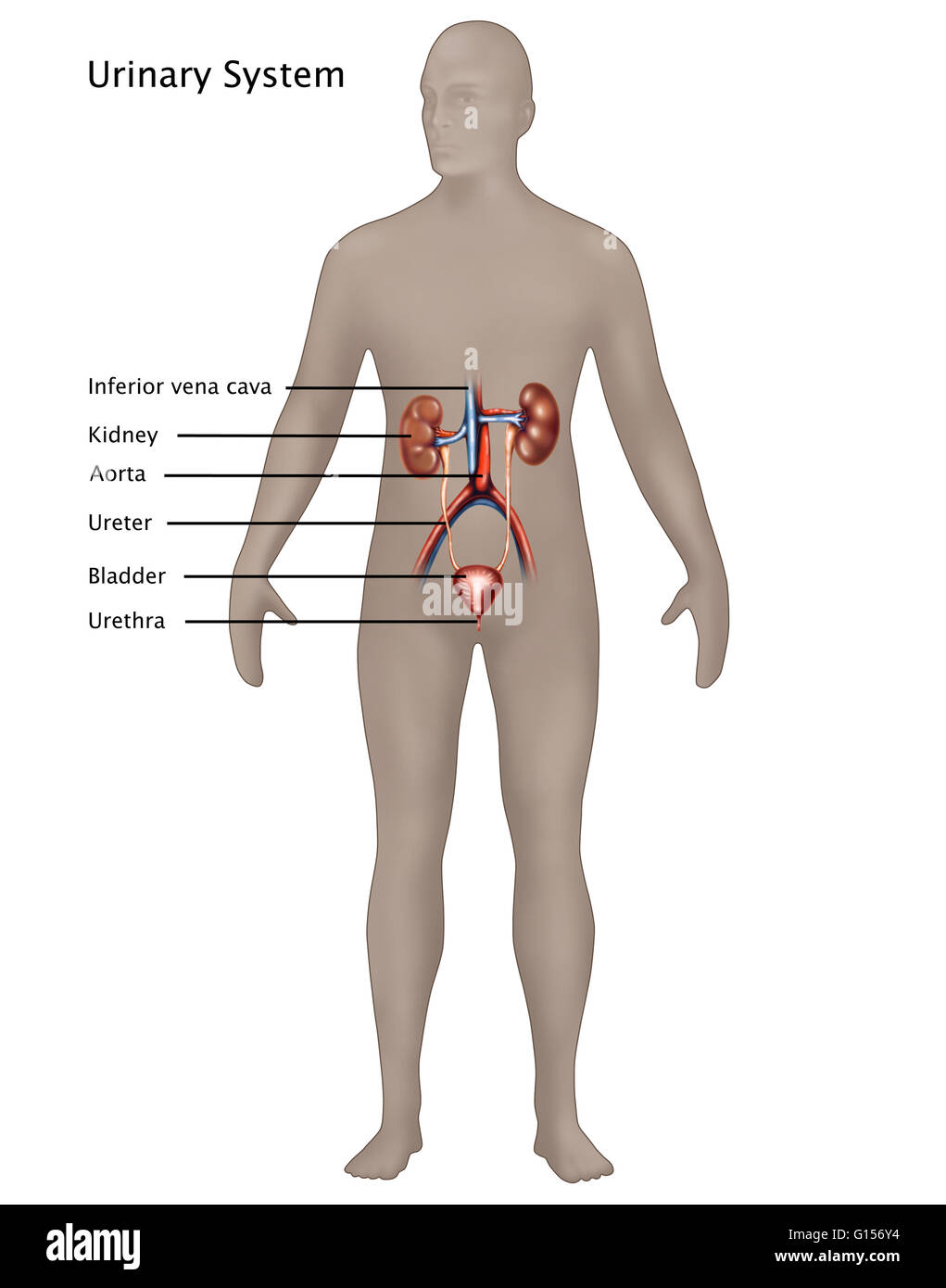 Illustration of the male urinary system. The two kidneys are at upper