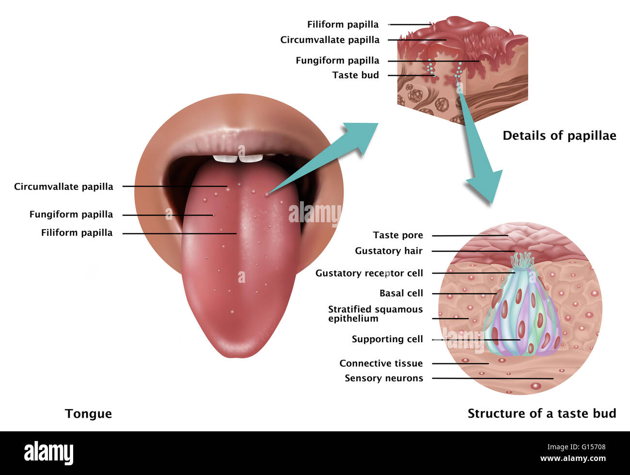 Illustration depicting the anatomy of taste. At left is an image of the tongue pointing out types of papilla found on the base of  the tongue: circumvallate papilla, fungiform papilla, & filiform papilla. Inset at right is a detailed close ups of papillae Stock Photo