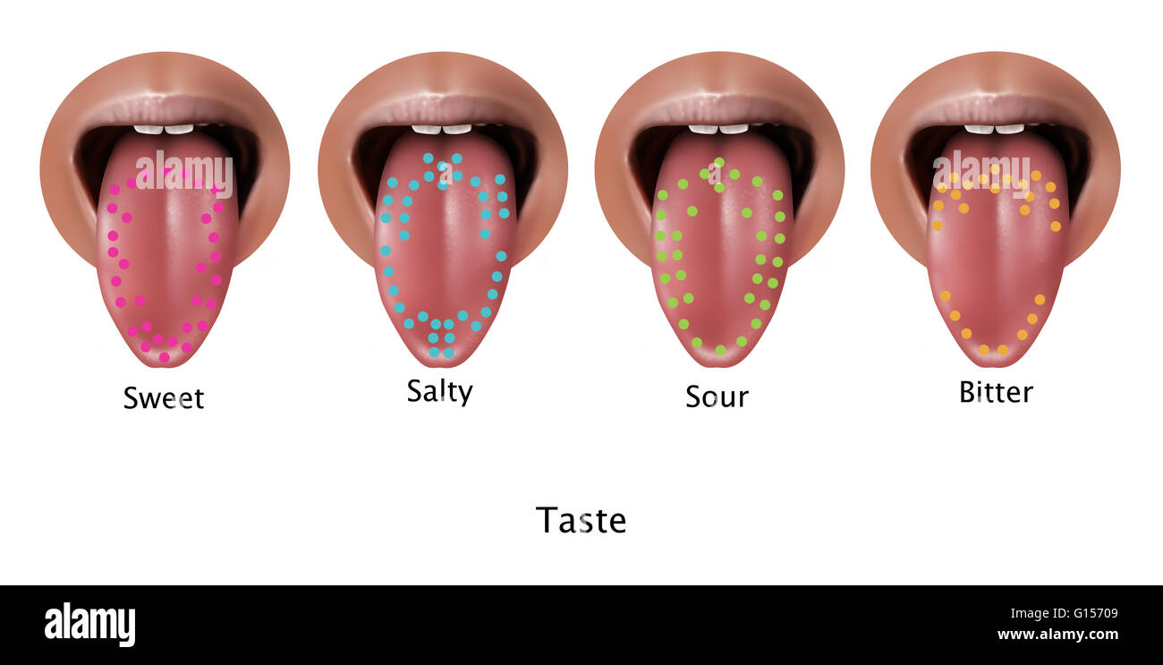 Illustration of regions of the tongue associated with certain taste types. From left to right: sweet, salty, sour, and bitter. Stock Photo