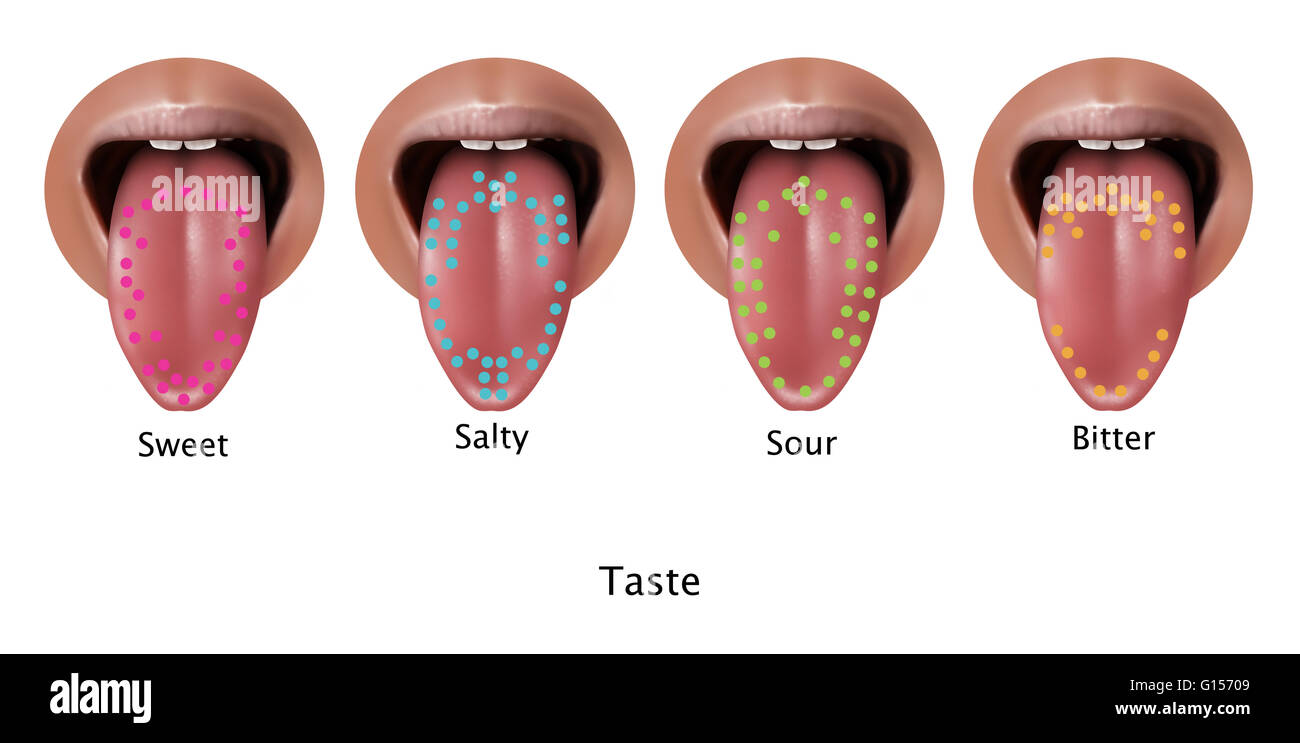 Illustration of regions of the tongue associated with certain taste