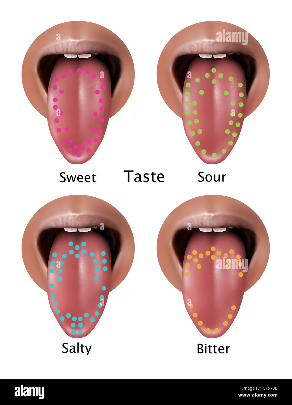 Illustration of regions of the tongue associated with certain taste types. From top left to bottom right: sweet, sour, salty and bitter. Stock Photo
