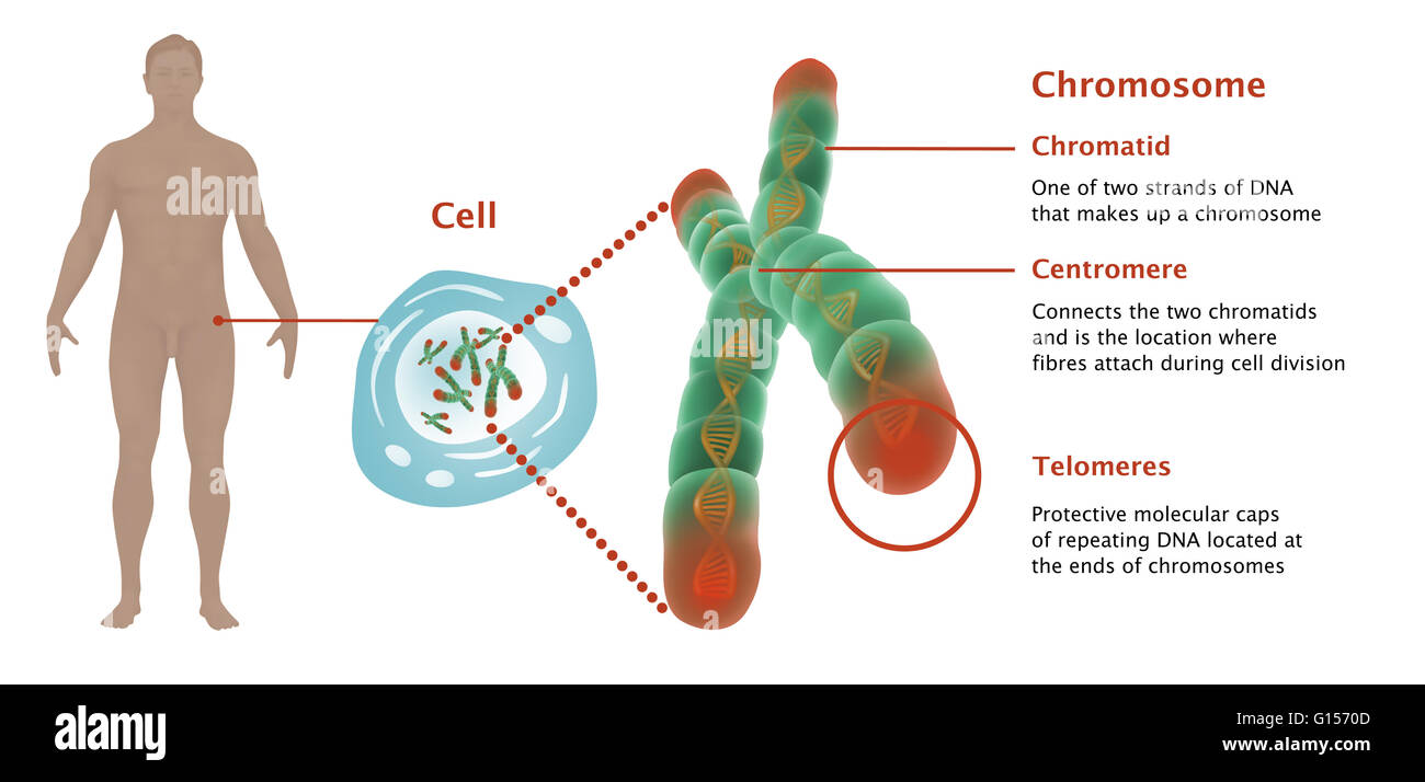 Illustration of telomeres on a chromosome; depicted are the chromatid, centromere and telomeres. Chromatid, one of two strands of DNA that makes up a chromosome. Centromere connects the two chromatids and is the location where fibers attach during cell di Stock Photo