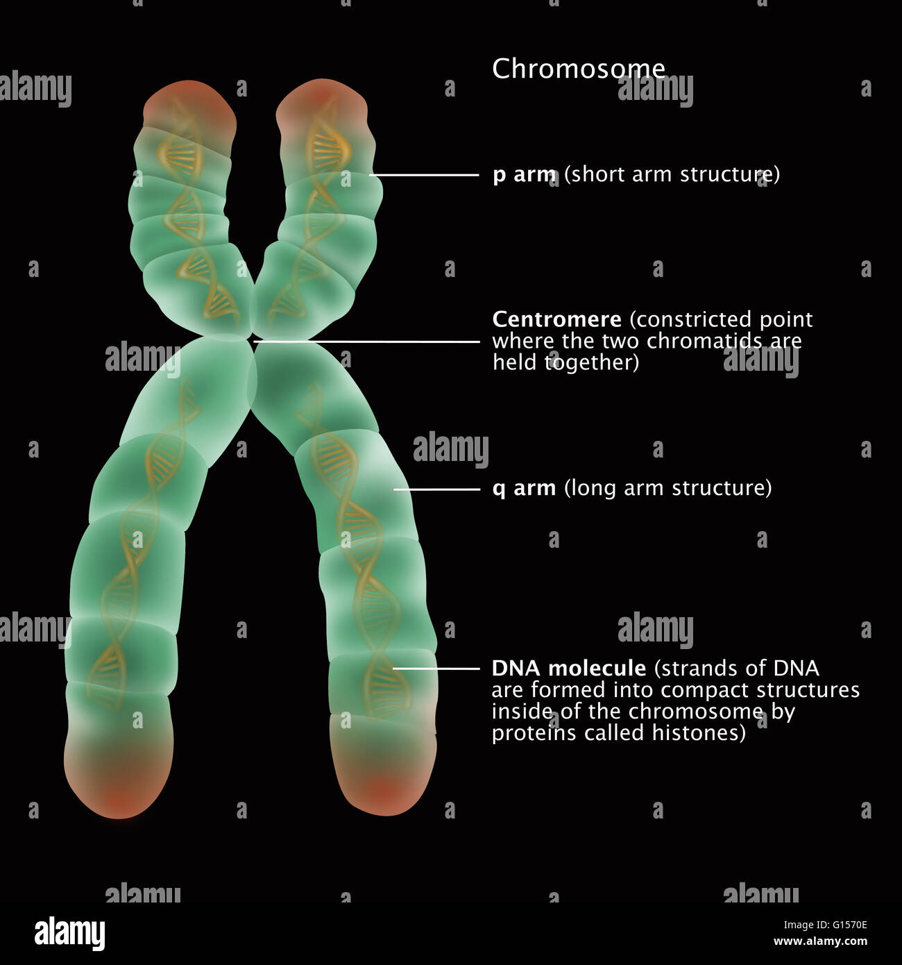 Labeled Chromosome Structure