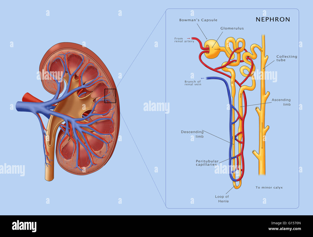 Illustration Of The Structure Of A Nephron the Basic Structural And Illustration Of The Structure Of A Nephron the Basic Structural And