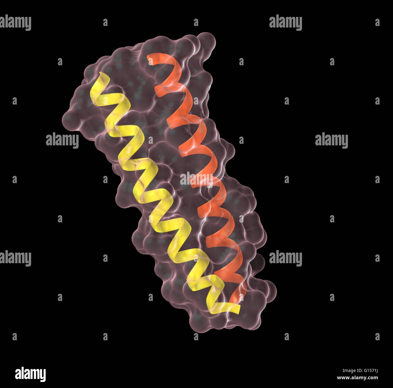 Illustration of a coiled coil protein ribbon. Many coiled coiltype