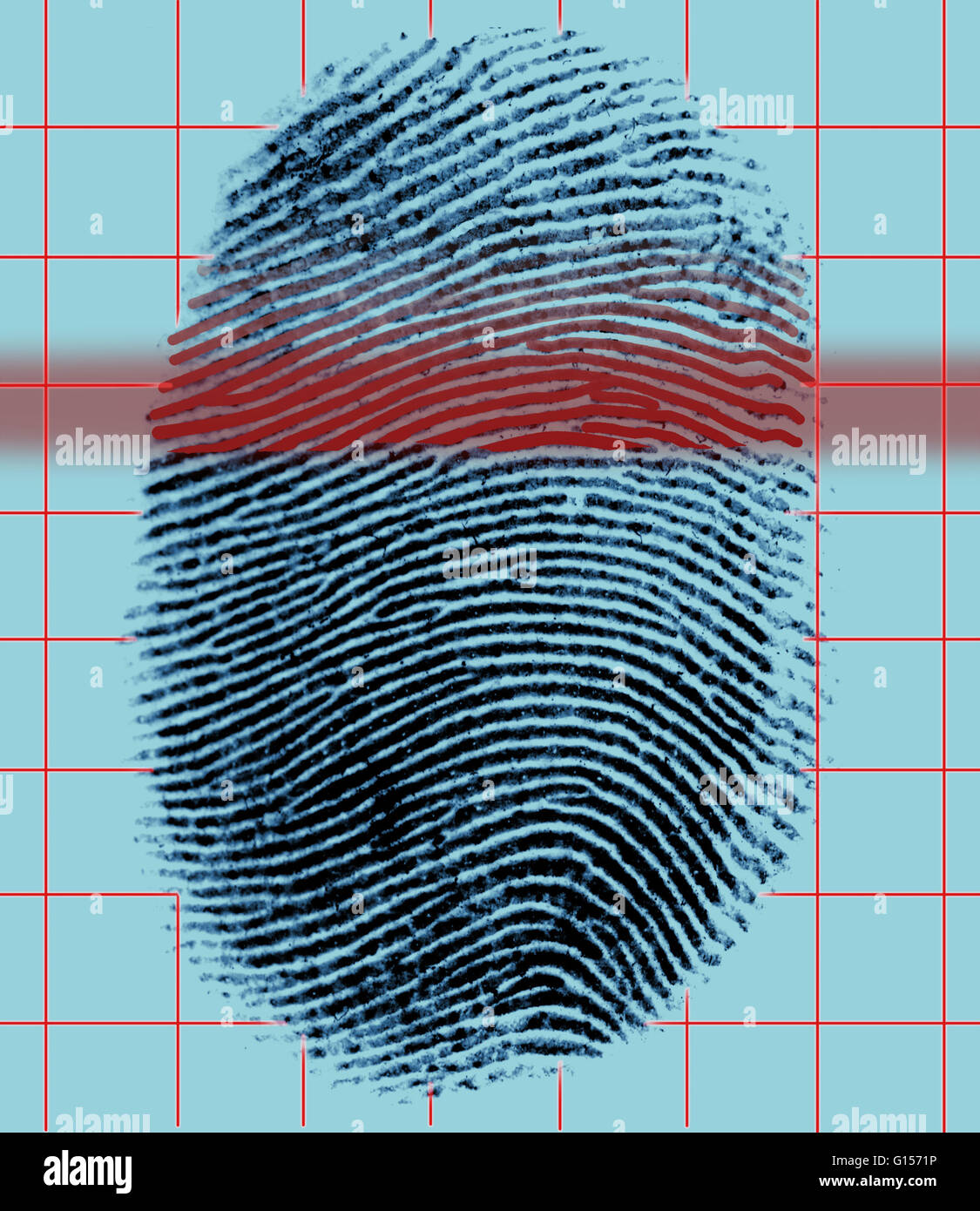 galton fingerprints book