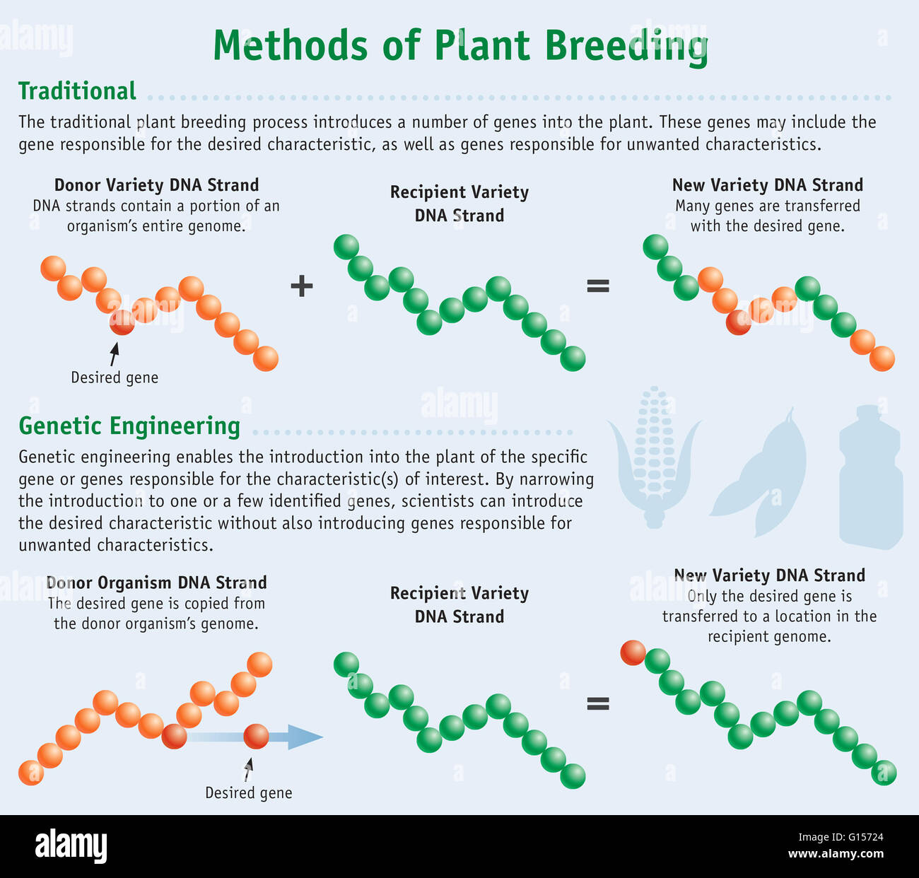 The traditional plant breeding process introduces a number genes into the plant. These genes include the gene responsible for the desired characteristic, as well as genes responsible for unwanted