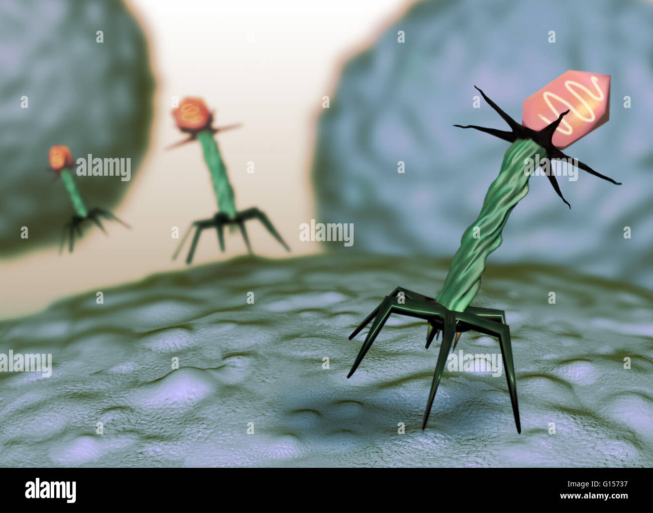 T4 bacteriophage. Computer artwork of a T4 bacteriophage virus. The swollen  structure at top is the head, which contains DNA inside a protein coat.  Attached to this is the tail, consisting of