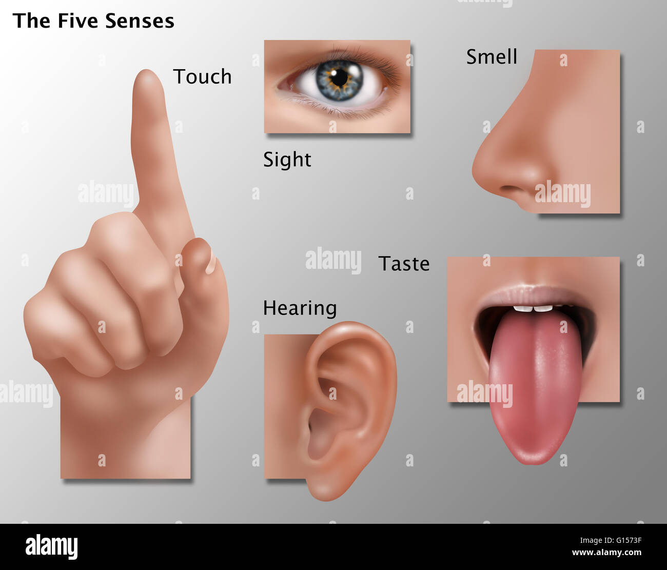 Five senses hi-res stock photography and images - Alamy