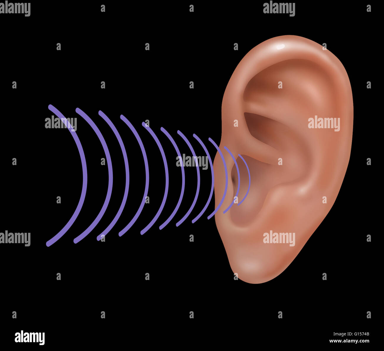 Illustration depicting how sound enters the outer human ear. Stock Photo