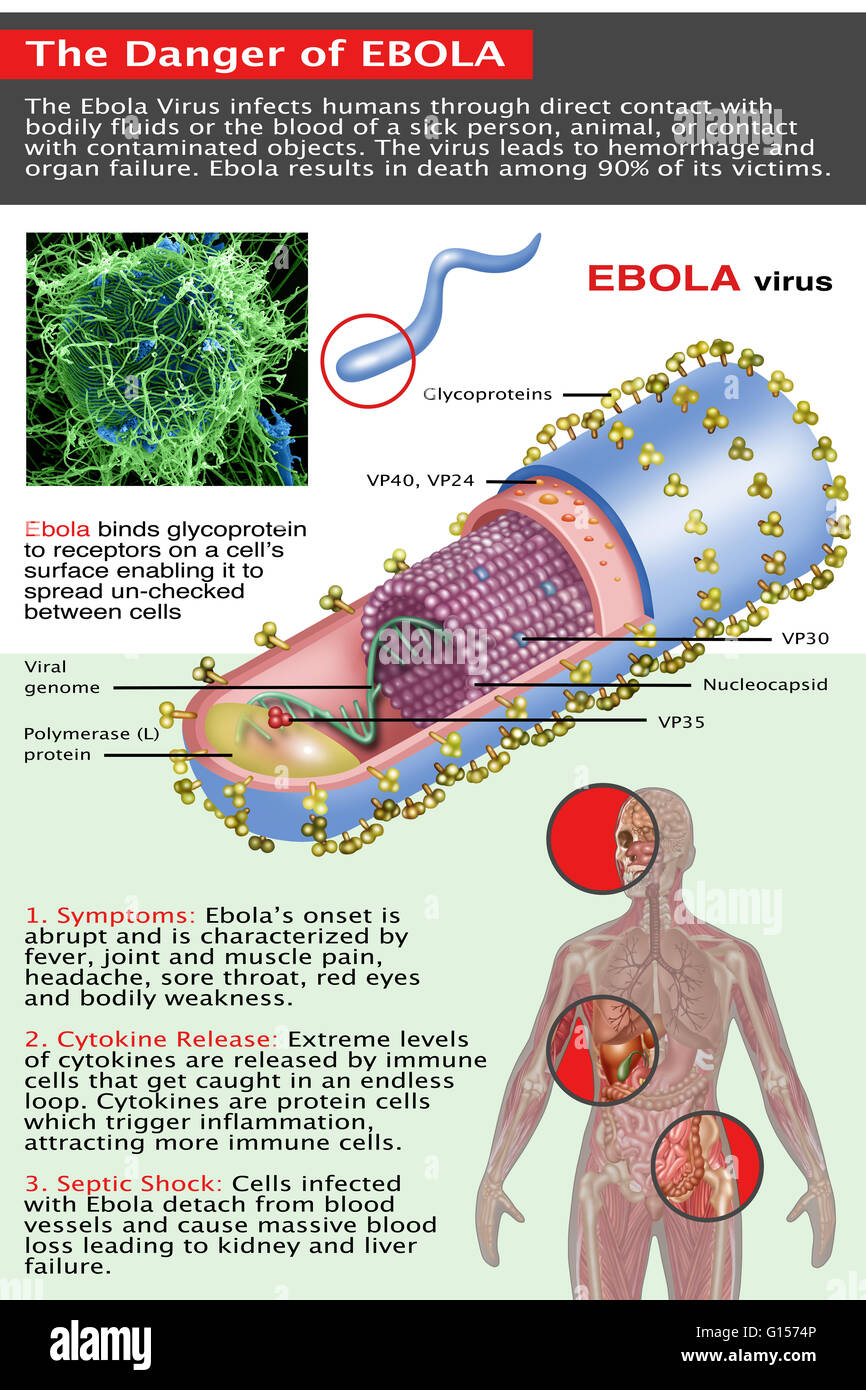 The danger of ebola. The ebola virus infects humans through direct