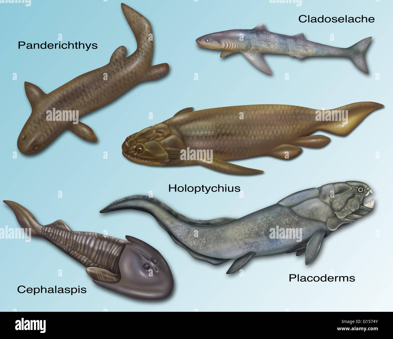Illustration of prehistoric fishes. Cladoselache, Panderichthys