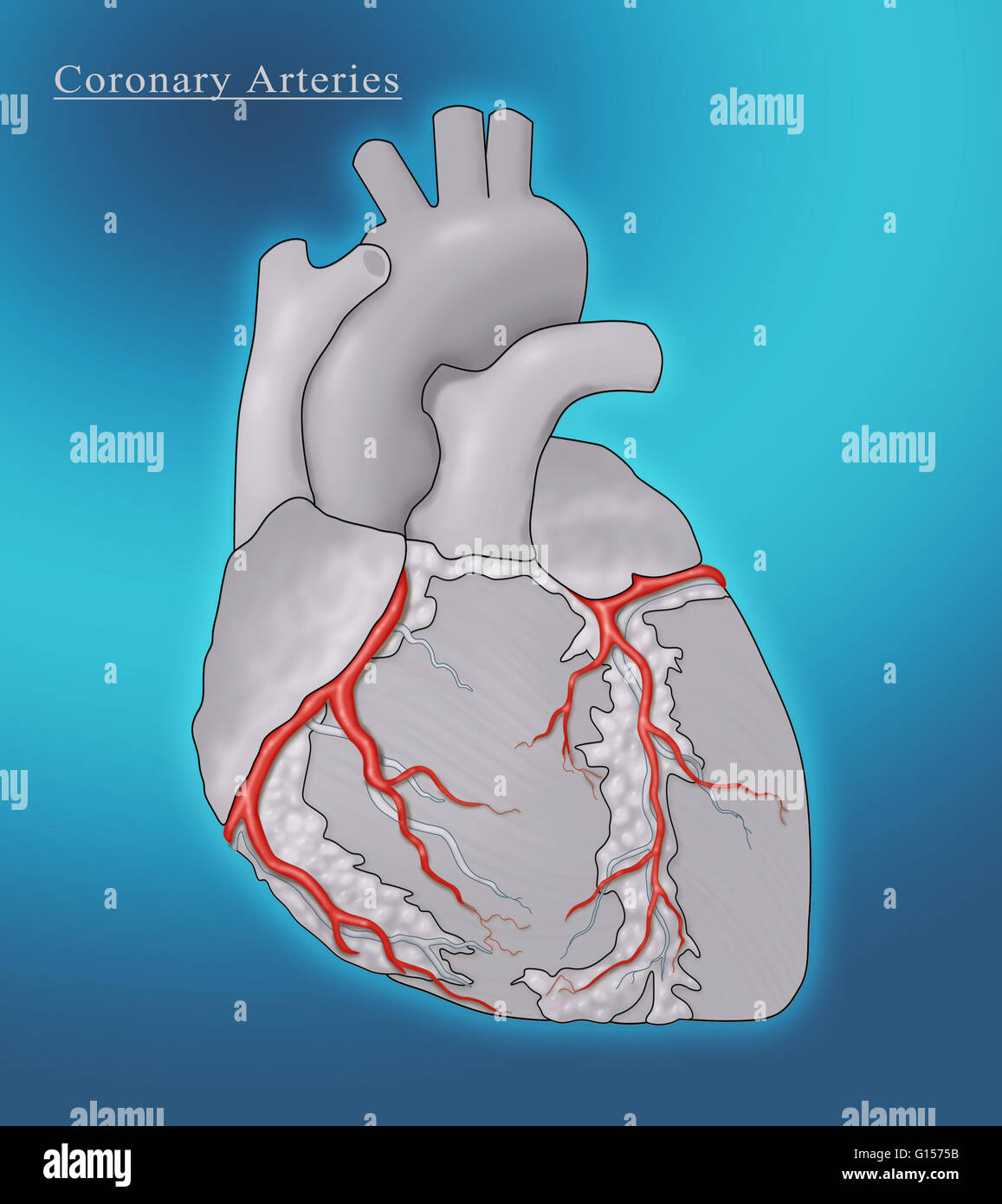 Illustration of a heart showing the coronary arteries Stock Photo - Alamy