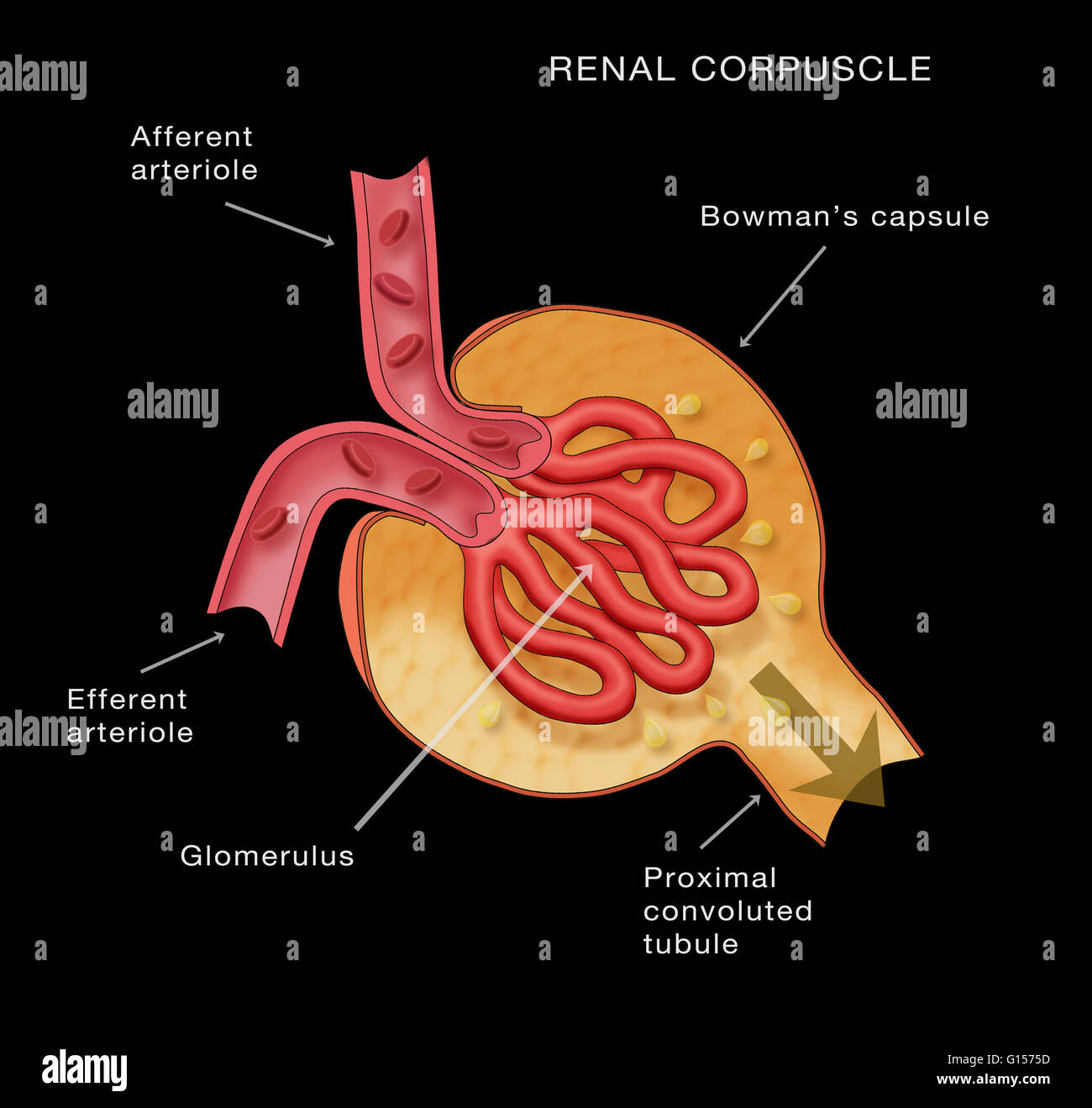 Renal Corpuscle. Kidney glomerulus anatomy. Diagram shows the Stock