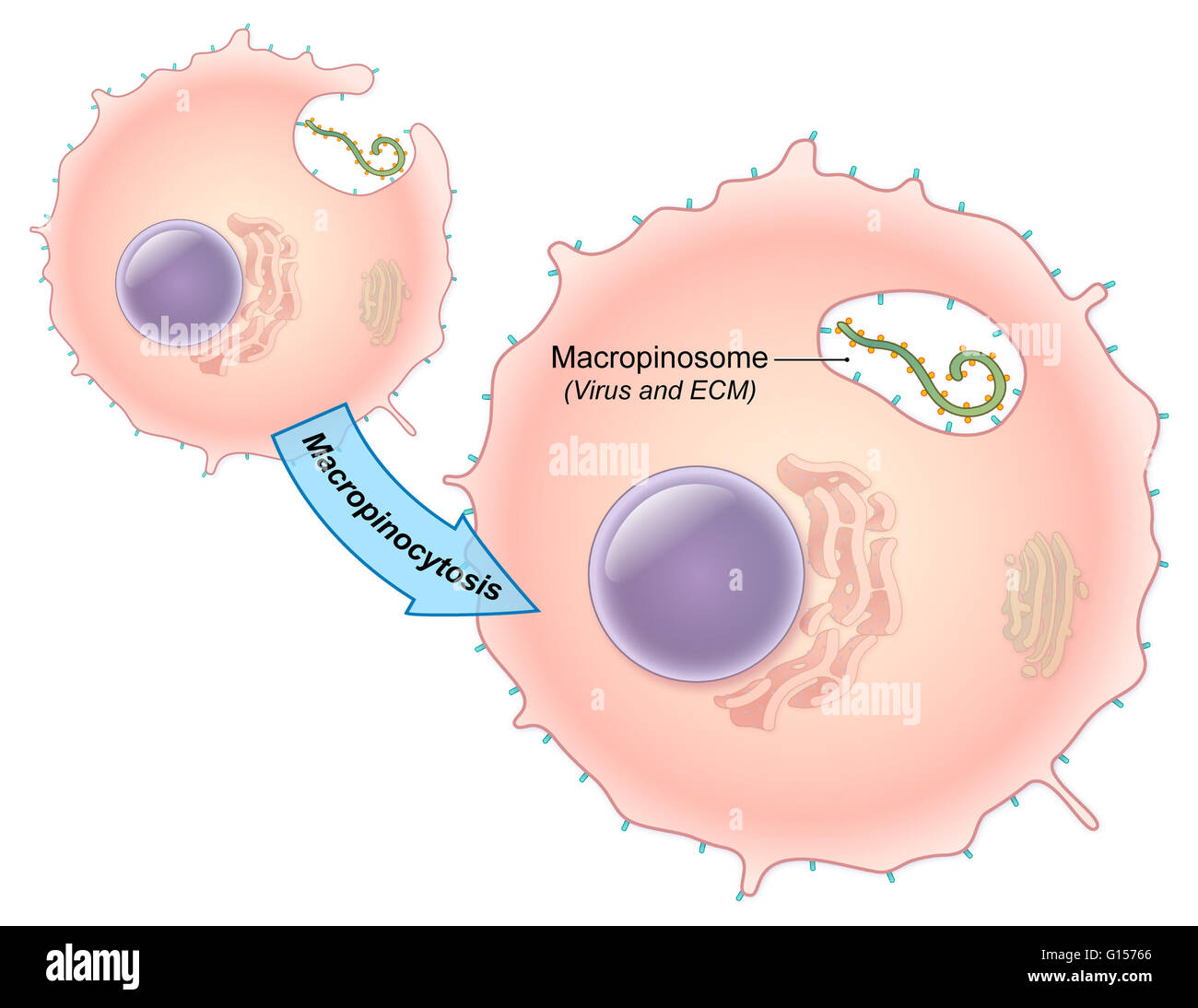 An illustrated diagram of the Ebola virus replication process. The ebola virus is a single-stranded RNA filovirus responsible for severe hemorrhagic fever in humans. In this illustration, the virus enters the cell though the process of macropinocytosis to Stock Photo